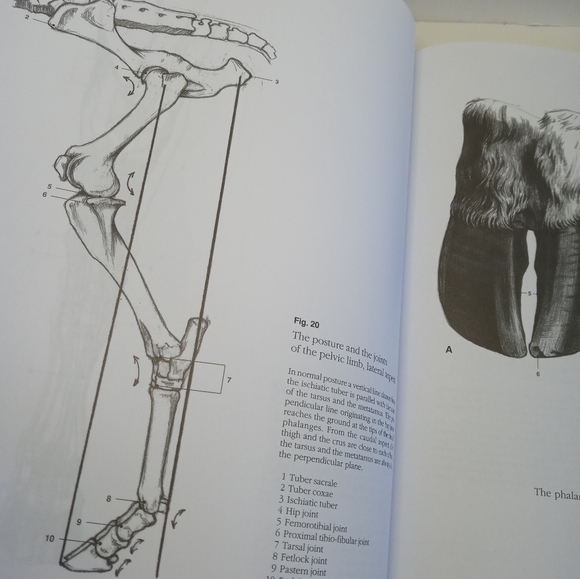 Cyclopedia Anatomicae. Anatomy's Book. Science book. Human Anatomy. Animal - Picture 12 of 16